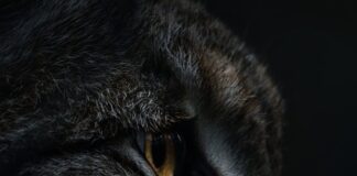 Czy da się usunąć rysy z okularów?