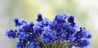 Co zrobić z dużą ilością winogron?