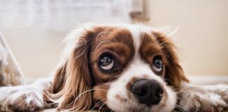 Jak nauczyć psa załatwiania się na dworze?