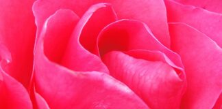 Jak zrobić złote zacieki na torcie?