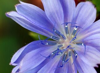 Czy są zamienniki do Dolce Gusto?