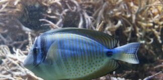 Jak zacząć przygodę z akwarystyką?