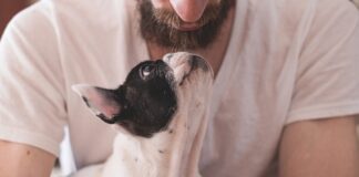 Jak założyć psu kaganiec który jest agresywny?