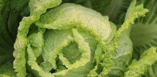 Jak zrobić surówkę z białej kapusty z majonezem?