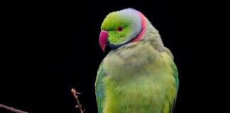 Jak ciasno zapiąć obroże kotu?