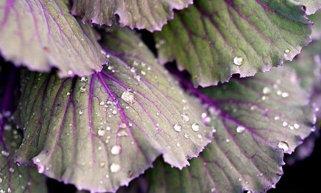 Która kapusta jest najzdrowsza?