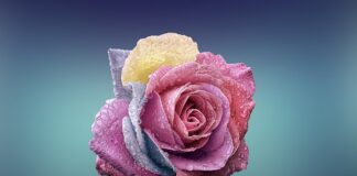 Z jakiej masy zrobić róże na tort?