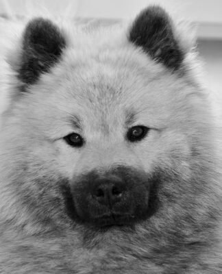 Czy Pedigree jest źle?