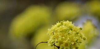 Jak domowym sposobem pozbyć się pcheł u kota?