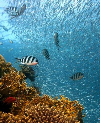 Ile ryb można mieć w akwarium 112 l?