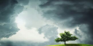 Jak usunąć zielony nalot z kamieni w akwarium?