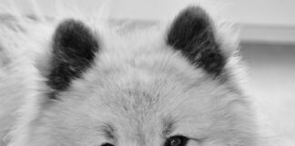 Czy Pedigree to dobra karma?