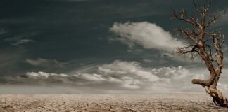 Co zamiast suchej karmy dla psa?