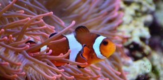 W jakiej wodzie zyje błazenek?