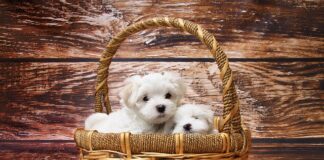 Co jest dobre na sierść dla psa?