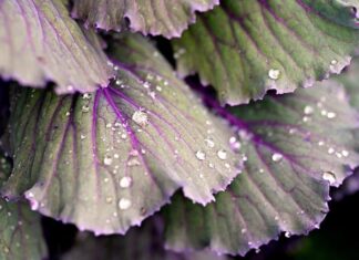 Jak zrobić dobrą białą kapustę?