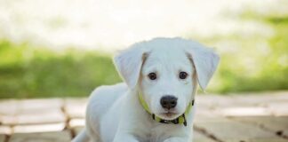 Jaka obroża najlepsza dla kota?