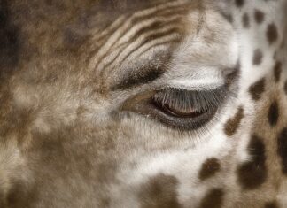 Jak usunąć plamy z potu z kanapy?