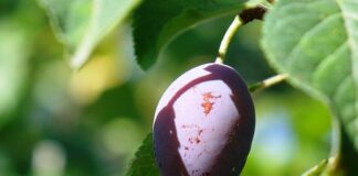 Ile cukru jest w śliwce?