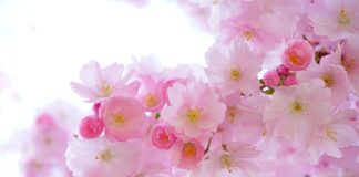 Ile cukru do wiśni w słoiku?