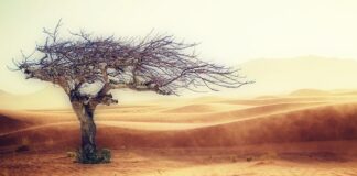 Gdzie jest kłąb u psa?