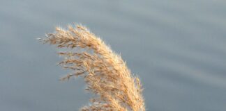 Czym się różnią śliwki wędzone od suszonych?