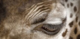 Jak usunąć plamy z kupy z majtek?