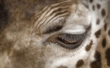 Jak usunąć plamy z kupy z majtek?