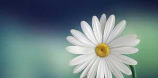 Jak zrobić białą czekoladę bez mleka w proszku?