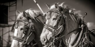 Czy kantar to kaganiec?