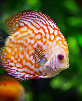 Jak przygotować pierwsze akwarium? Jak przygotować pierwsze akwarium?