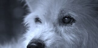 Co dla psa żeby nie szczekał?