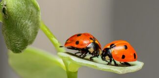 Czy w Biedronce są kapsułki Dolce Gusto?