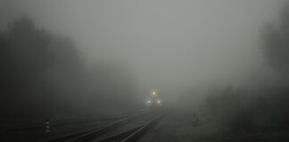 Jak pozbyć się trucizny z czarnego bzu?