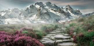 Czy w akwarium muszą być kamienie?