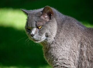 Czy Sheba jest dobra?