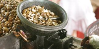 Czy gnidy giną od szamponu?