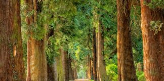 Z jakich drzew można pić soki?