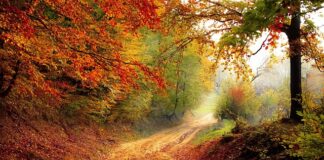 O jakiej porze dnia podać psu tabletkę na odrobaczenie?