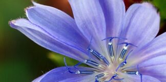 Jakie zamienniki do Nespresso?