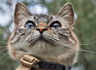 Czy można chodzić z kotem na smyczy?