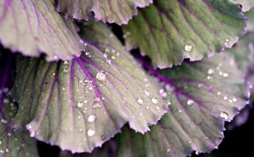 Co zrobić z kapusty na obiad? Co zrobić z kapusty na obiad?