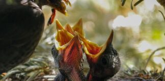 Ile razy trzeba karmić rybki?