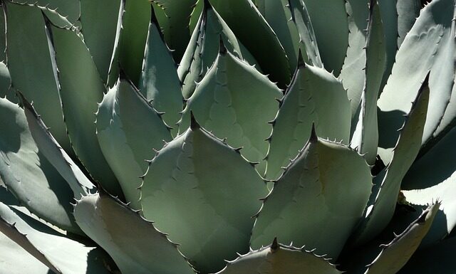 Jak przechowywać agawę na zimę?