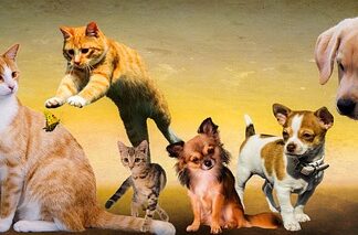 Czy psy powinny jeść mokra karmę?