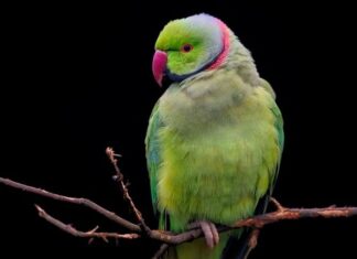 Jakiej firmy obroże?