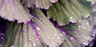 Jak zmiękczyć kapustę na surówkę?