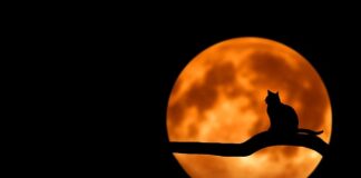 Czy kot cierpi w domu?