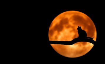 Czy kot cierpi w domu?