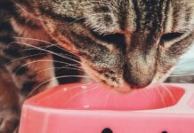 Dlaczego karma mokra jest lepszym wyborem dla kota niż karma sucha